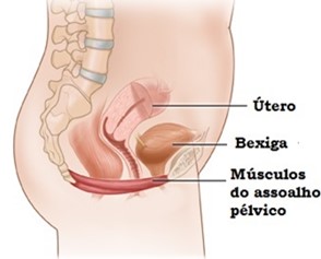 desenho da anatomia feminina 