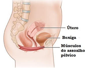 Anatomia Feminina Intimus